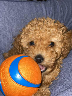 Pedigree toy clearance poodle