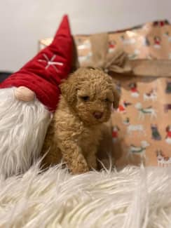 hoobly miniature poodle