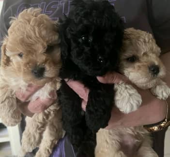 gumtree toy poodles for sale