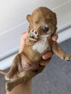 Gumtree teddy cheap bear puppies