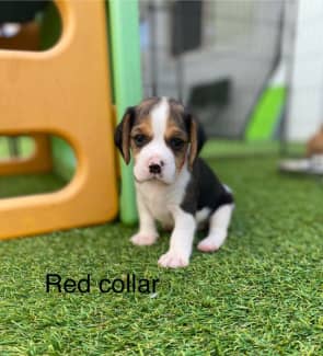 Beaglier puppies sale for sale gumtree