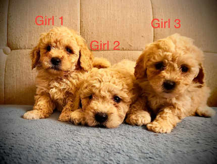 Toy poodle clearance x bichon