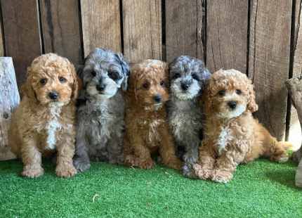 Cavoodle puppies 2024 trading post