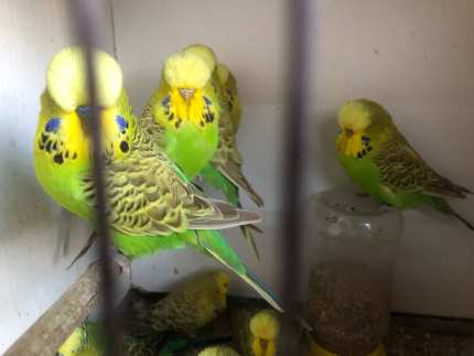 Budgies for sale Birds Gumtree Australia Cootamundra Area