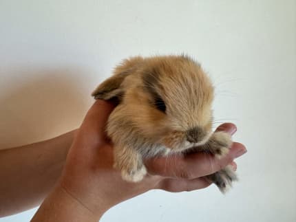 baby mini lop rabbits
