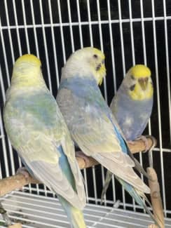 Baby rainbow budgies for 2024 sale