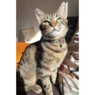 Gumtree best sale cat adoption