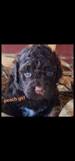 Lagotto hot sale romagnolo gumtree