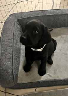 Purebred Labrador Puppy looking for loving home, Dogs & Puppies, Gumtree  Australia Hume Area - Craigieburn