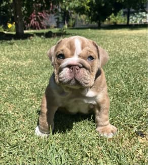 Purebred cheap british bulldog