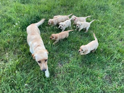 how much are labrador puppies in australia