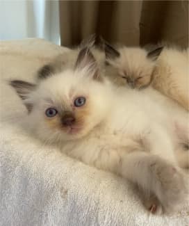 flame point mitted ragdoll