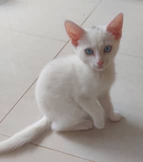 White 2024 male kitten