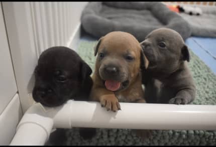 Gumtree staffordshire bull terrier puppies store for sale