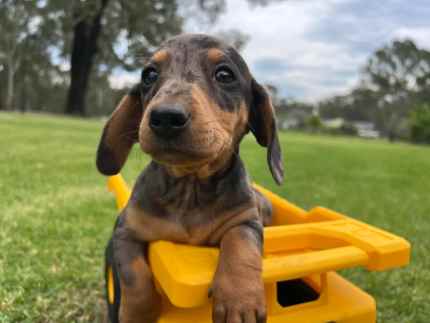 Gumtree sausage dog hotsell