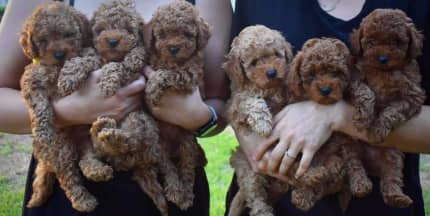 Gumtree clearance toy cavoodle