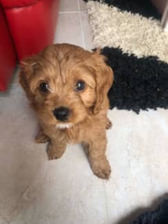 Toy on sale cavoodle gumtree