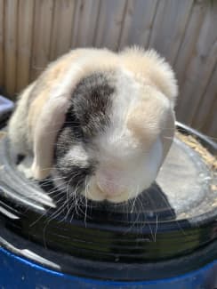 Harlequin best sale mini lop