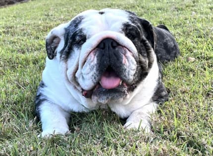 Black tri hot sale merle bulldog