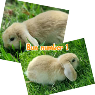 Baby mini rex rabbits for sale near sales me