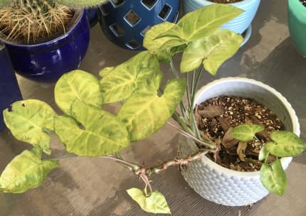 Arrowhead Plant (Syngonium Podophyllum) hardy variagated indoor plant |  Plants | Gumtree Australia Wyong Area - Toukley | 1300265925