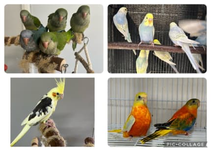 Rainbow cockatiel best sale