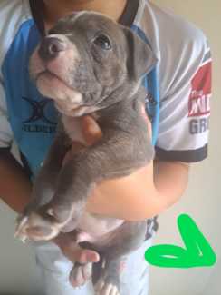 Fashion staffy puppies for olx