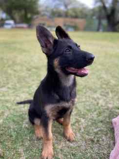 Gumtree shops german shepherd puppies