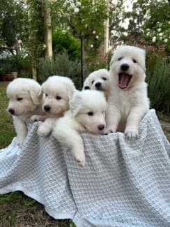 Purebred maremma hot sale