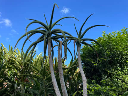 Aloe barberae - Aloe bainesii - Aloidendron barberae - Aloes en