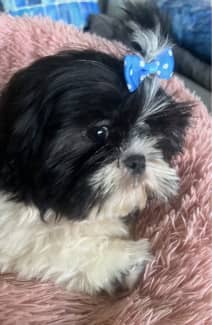 pedigree shih tzu for sale