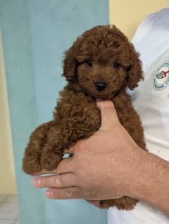 Tiny Small Toy Cavoodle Puppies Gril