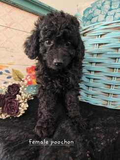 Bichon frise x toy poodle best sale