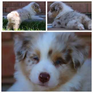 Gumtree hot sale australia puppies