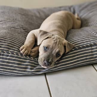 Staffy best sale x weimaraner