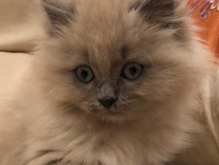Fluffy Ragdoll Kittens for Christmas Cats Kittens Gumtree Australia Toowoomba City Rangeville 1330013745