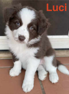 Border collie puppies store gumtree