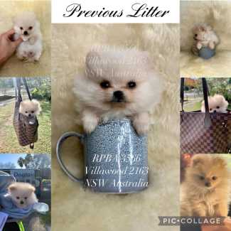 Purebred best sale teacup pomeranian