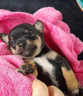 Chihuahua x chihuahua x mini foxy ready 23 12 24 Dogs Puppies Gumtree Australia Fraser Coast Point Vernon 1329518426