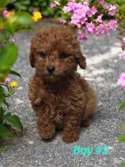 Gumtree teddy bear puppies hotsell