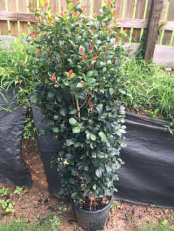 Syzygium 'Big Red