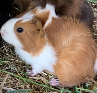 Gumtree guinea hot sale pig