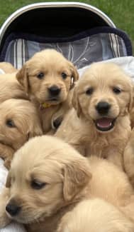 Golden retriever puppy gold hot sale coast