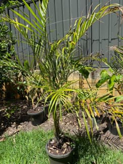 Golden cane outlet palm cats