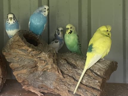 Gumtree budgies deals