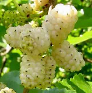 Large White mulberry tree Plants in Lakemba NSW Gumtree Australia