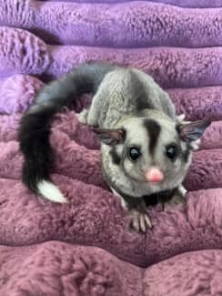 Sugar glider hot sale gumtree