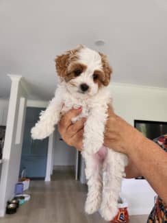 trading post toy cavoodle