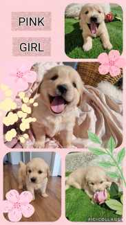 Gumtree golden retriever for 2024 sale