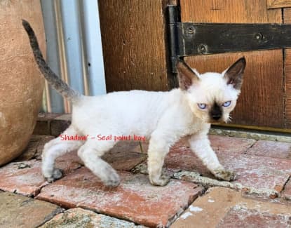 Devon rex hot sale gumtree